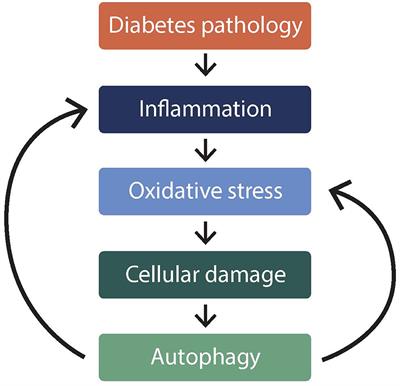 Autophagy in Diabetes Pathophysiology: Oxidative Damage Screening as Potential for Therapeutic Management by Clinical Laboratory Methods